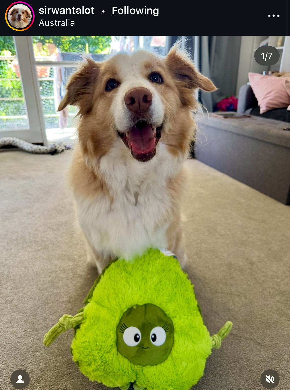 Durable Plush soft dog toy-Carrot
