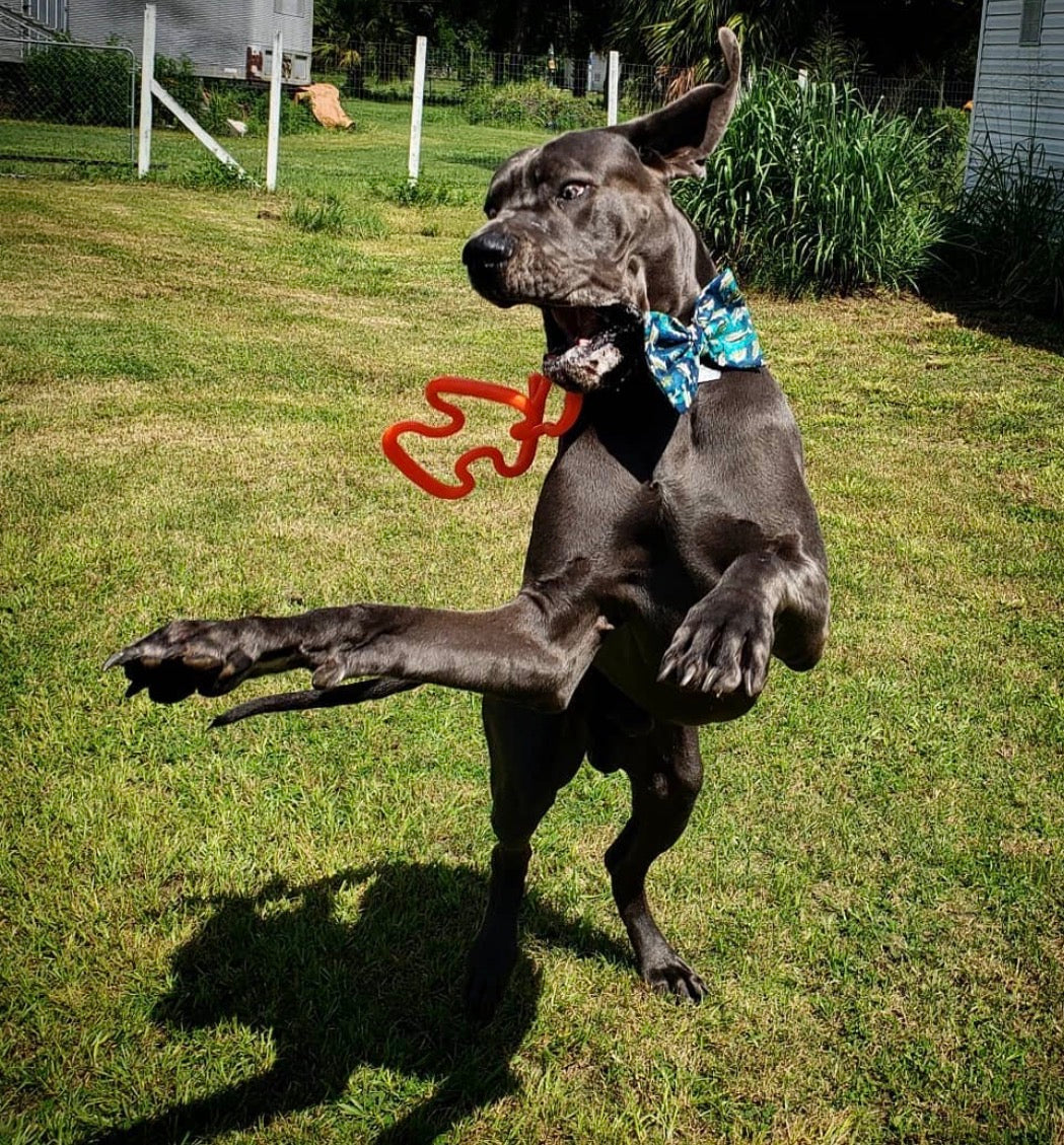 NEW - Ruffdawg-  Super Fling