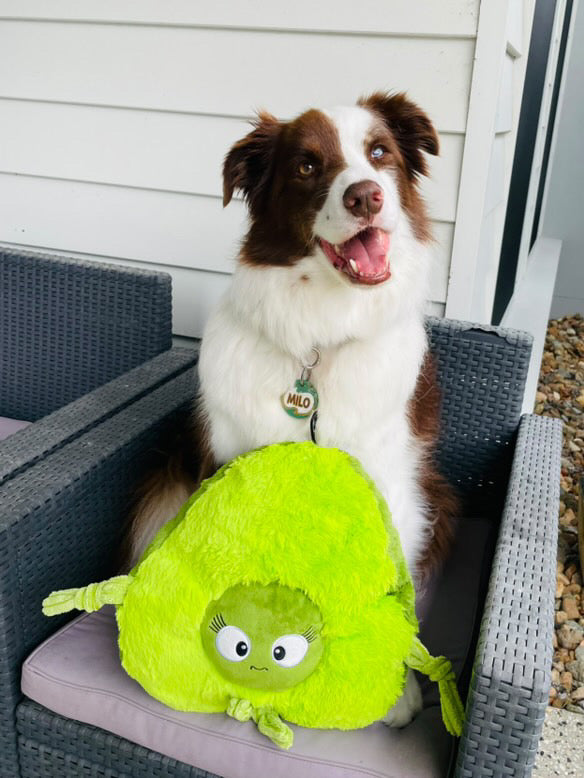 Indestructible Plush Dog Toys Smashy The Avocado- Plush Dog Toy