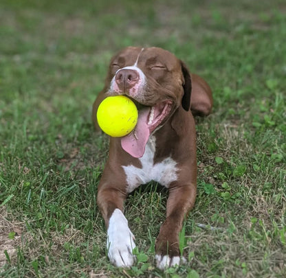 Indestructible Dog Ball - RuffDawg- Toughest Rubber Dog ball