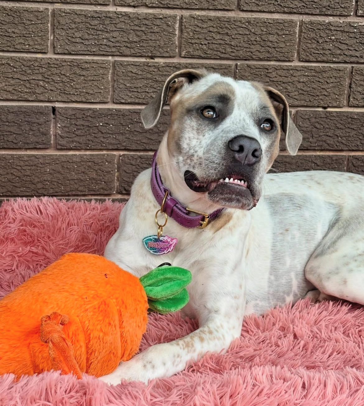 Durable Plush Soft Dog Toy- Crazy Carrot