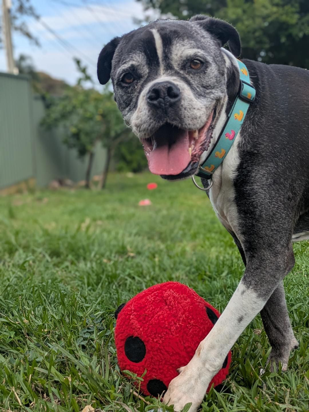 Larry Ladybug Plush Dog Toy - Pals For Paws™-Made with 100% Recycled Material