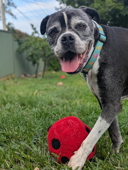 Larry Ladybug Plush Dog Toy - Pals For Paws™-Made with 100% Recycled Material