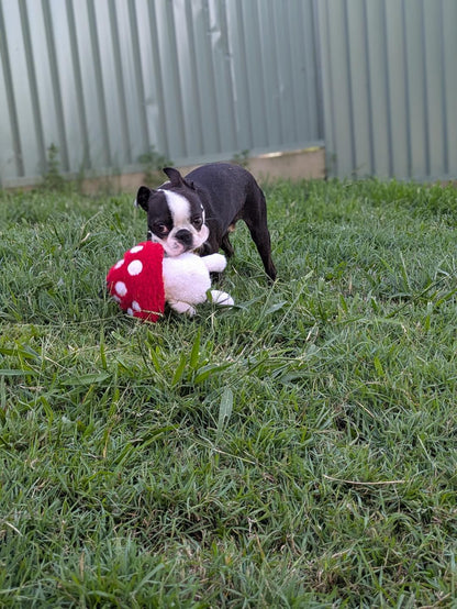 Tiny Toadstool Treat Hiding™ Eco-Friendly Plush Dog Toy | Reinforced for Tug & Play