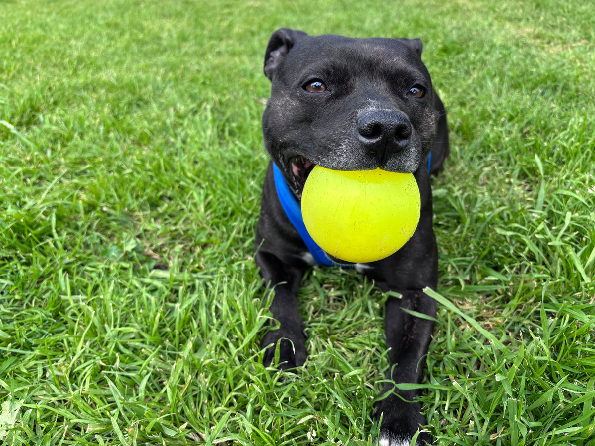 RuffDawg Tough Dog Ball – Floats, Bounces & Lasts