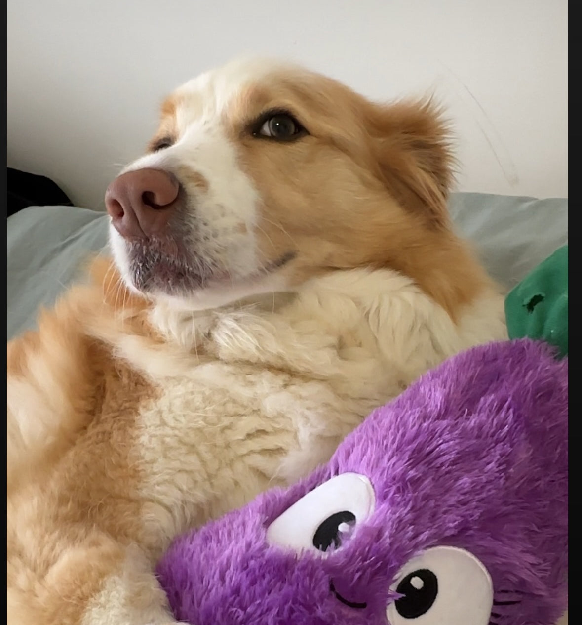 Eggwina Eggplant-Plush dog toy- Pals for Paws™- Made with 100% Recycled Material