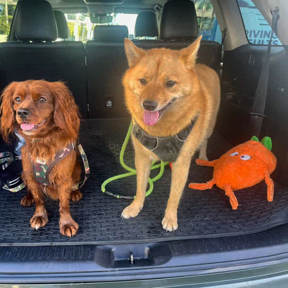 Durable Plush Soft Dog Toy- Crazy Carrot