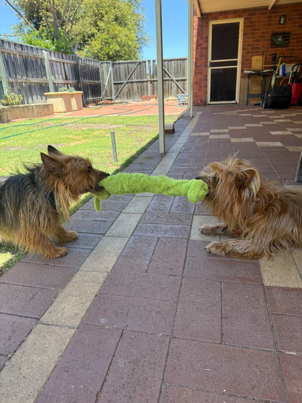 Connie Caterpillar Plush Tug Toy-  Pals for Paws™-Made with 100% Recycled Material
