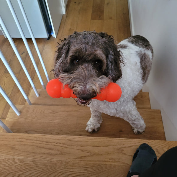 RuffDawg Tough Dawgbuster Dog Toy - Floats, Bounces & Lasts