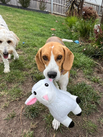 Silly Sheep- Plush soft dog toy - 2 in 1 dog toys