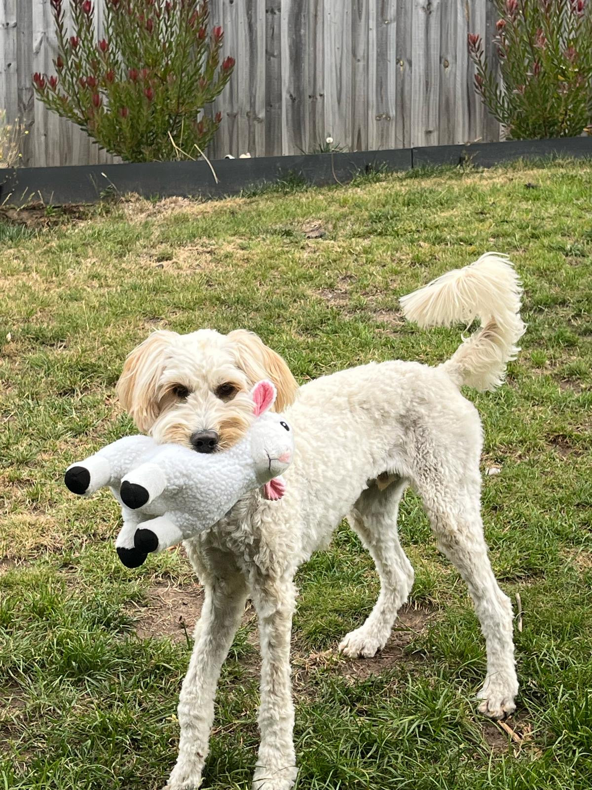 Silly Sheep- Plush soft dog toy - 2 in 1 dog toys
