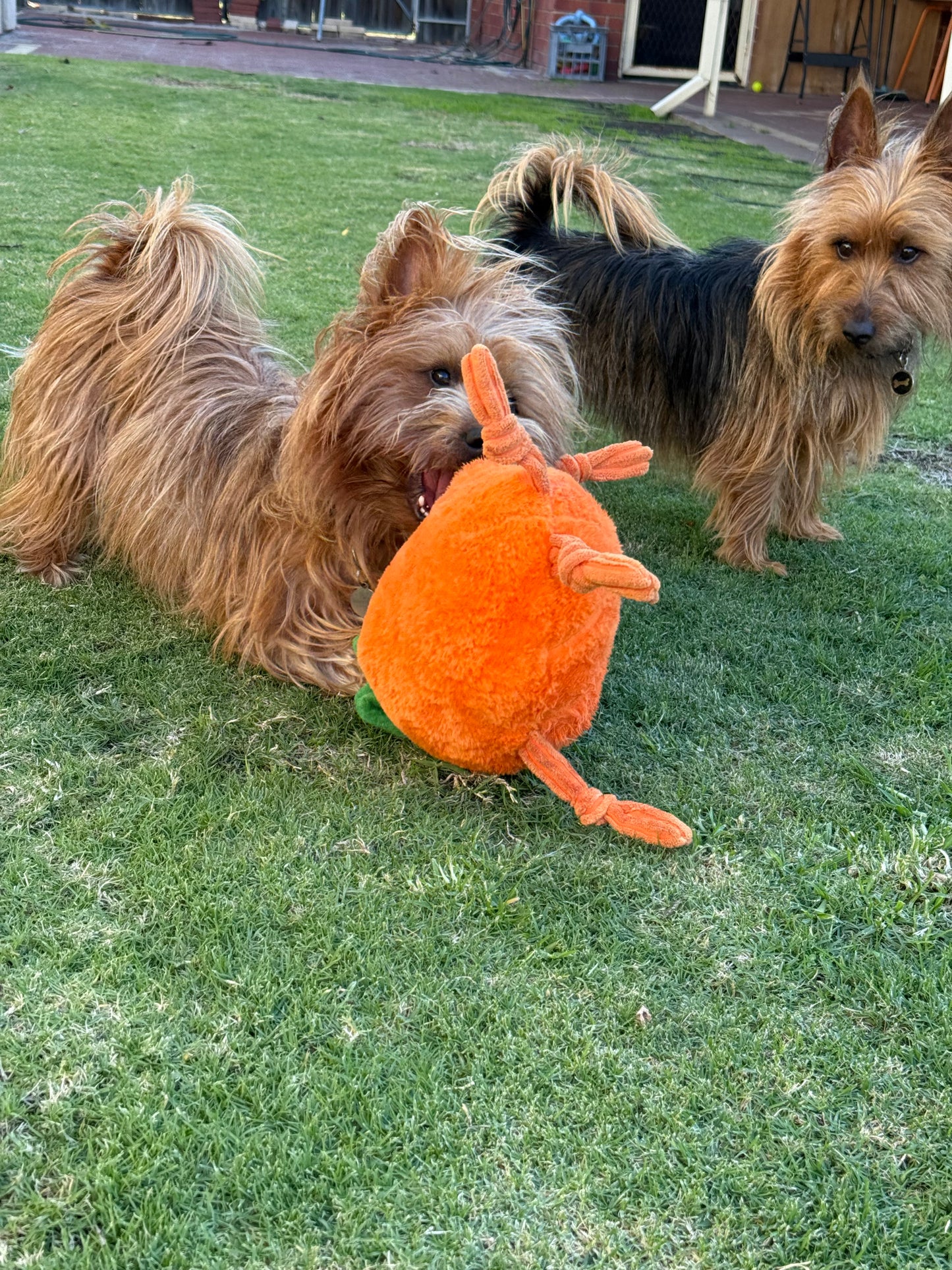 Durable Plush Soft Dog Toy- Crazy Carrot