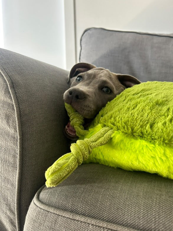 Durable Plush soft dog toy-Carrot