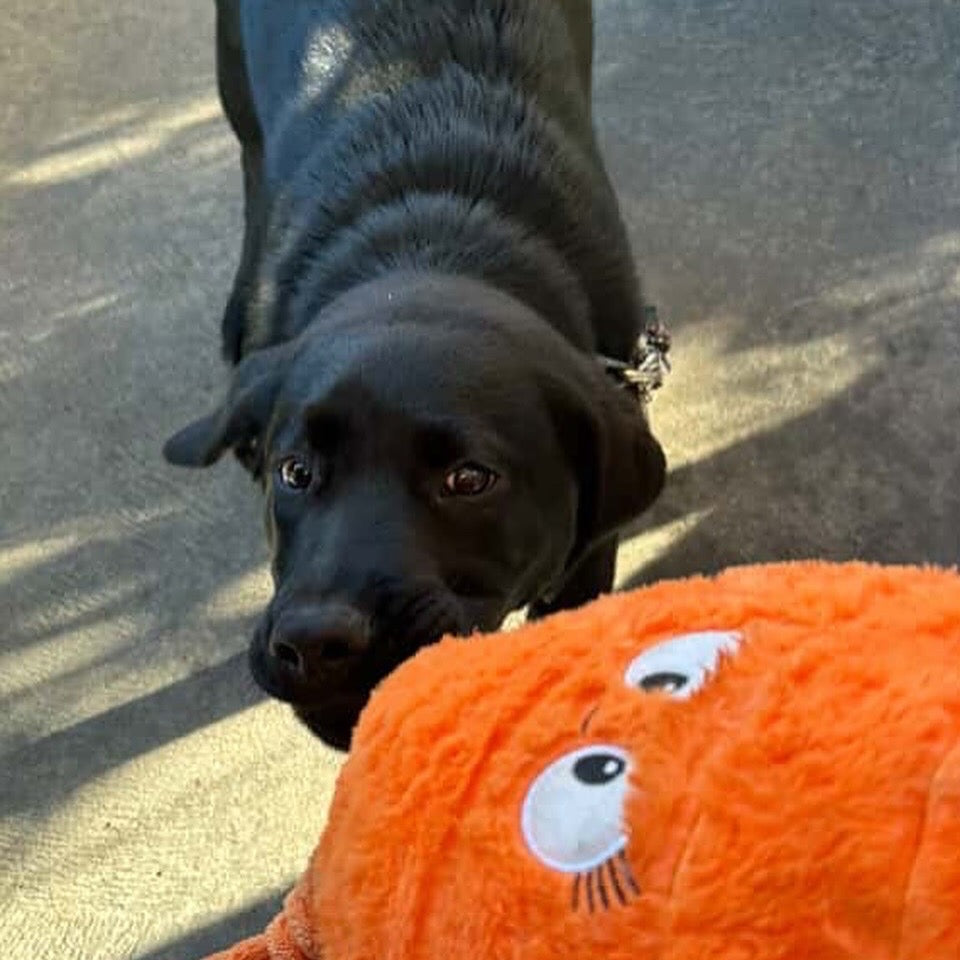 Durable Plush Soft Dog Toy- Crazy Carrot