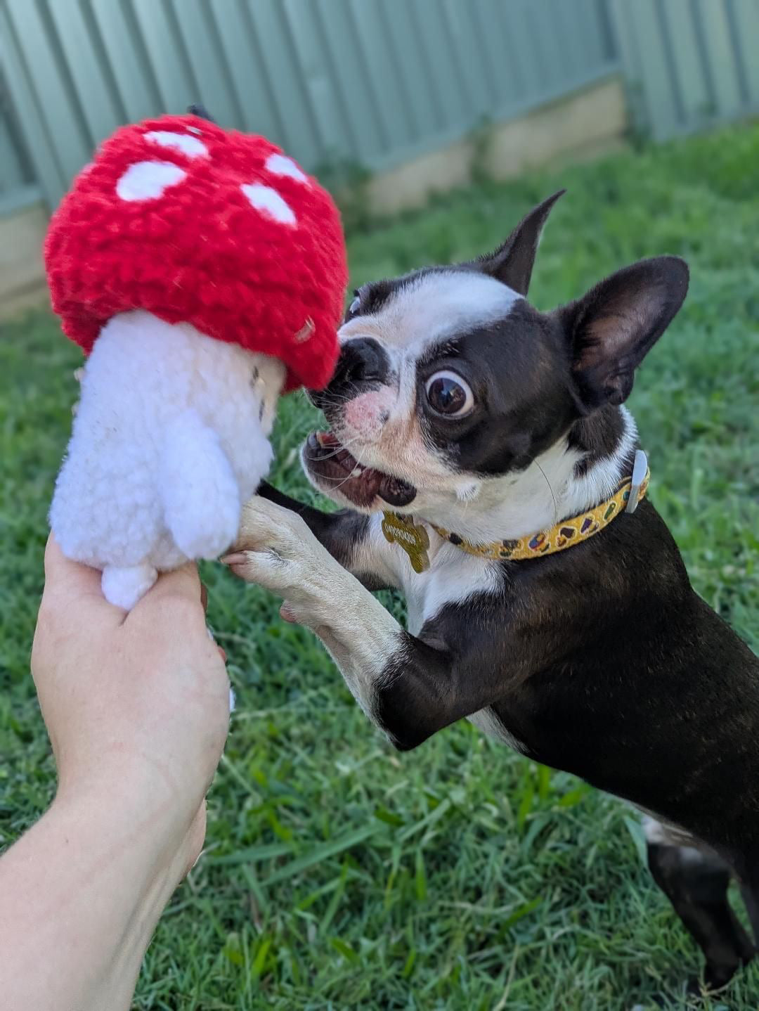 Tiny Toadstool Treat Hiding™ Eco-Friendly Plush Dog Toy | Reinforced for Tug & Play