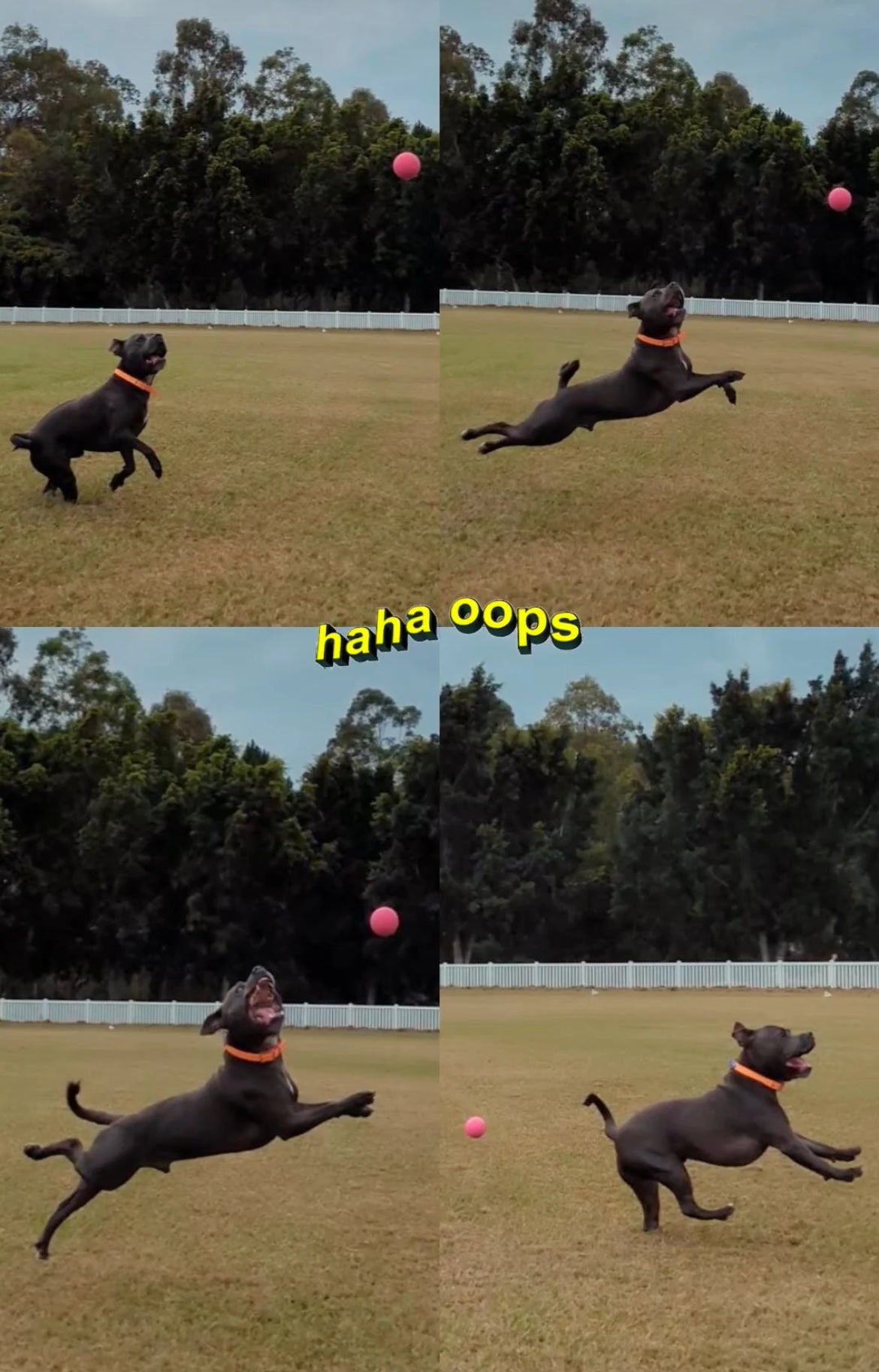 Indestructible Dog Ball - RuffDawg- Toughest Rubber Dog ball