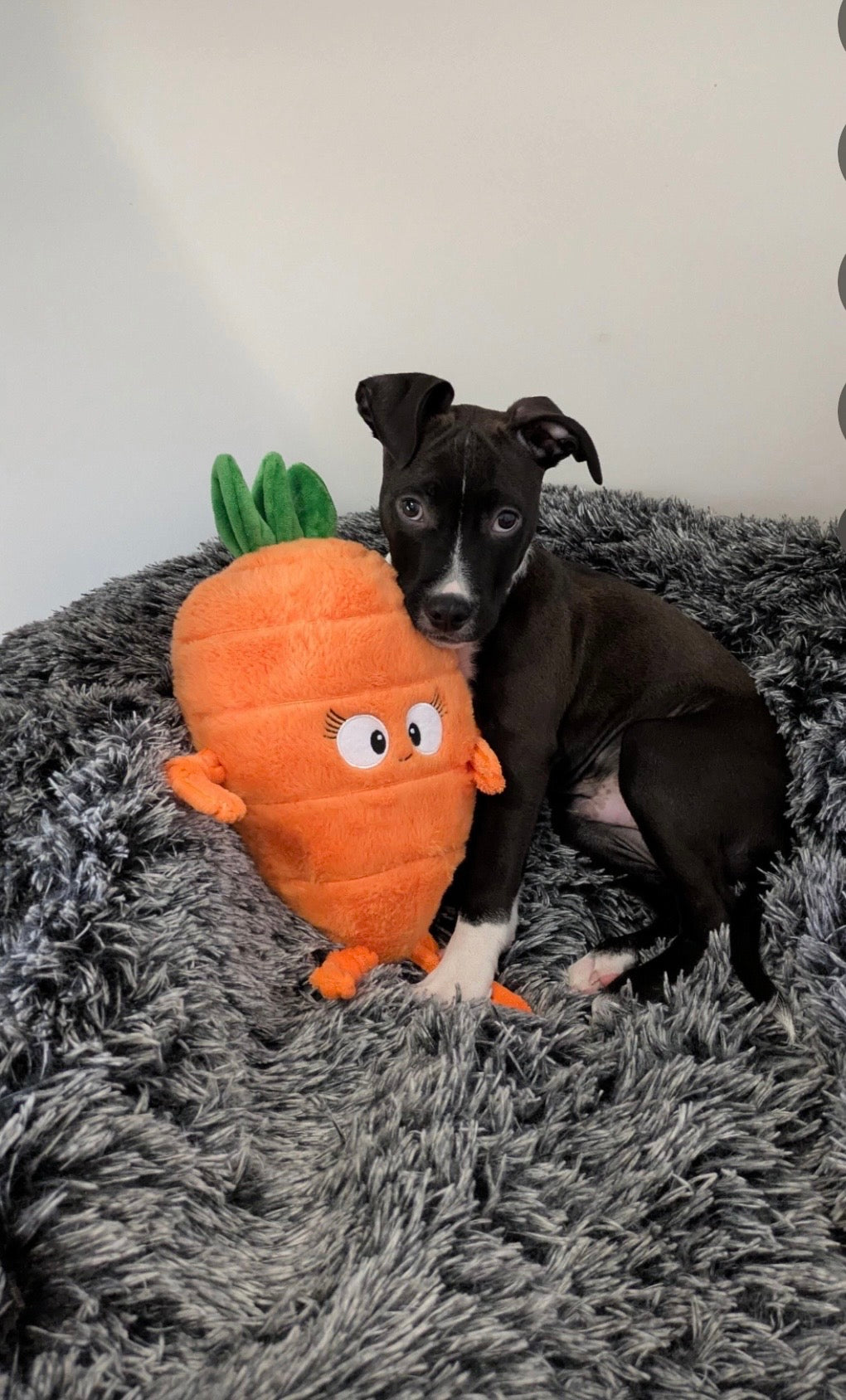 Crazy Carrot™ Eco-Friendly Plush Dog Toy | Tug & Play|Pals For Paws™
