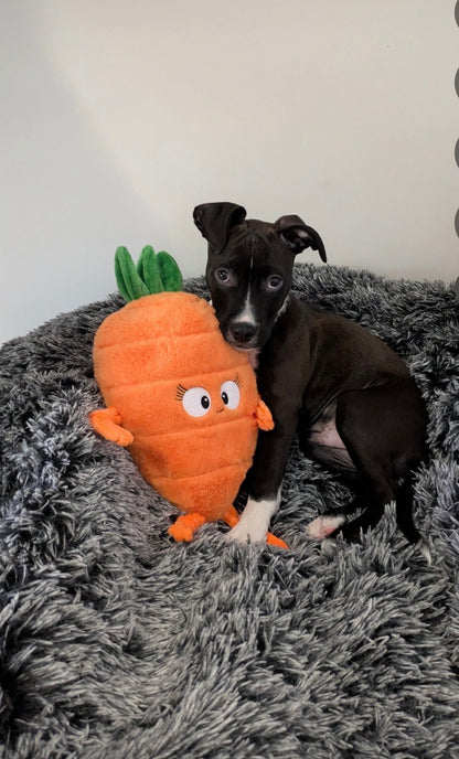 Crazy Carrot™ Eco-Friendly Plush Dog Toy | Tug & Play|Pals For Paws™