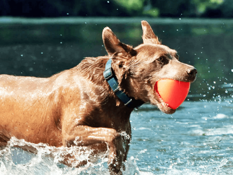 Indestructible Rubber Dog Toy- RuffDawg -DawgX - Pals for Paws 