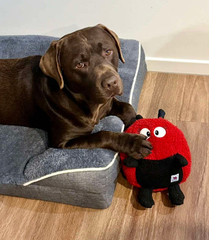 Larry Ladybug™ Eco-Friendly Plush Dog Toy