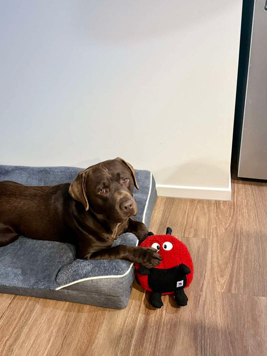 Larry Ladybug™ Eco-Friendly Plush Dog Toy