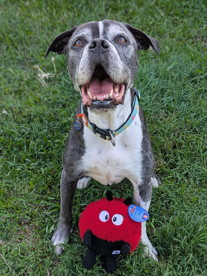 Larry Ladybug Plush Dog Toy - Pals For Paws™-Made with 100% Recycled Material