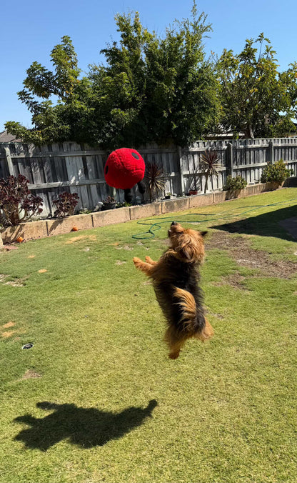 Larry Ladybug Plush Dog Toy - Pals For Paws™-Made with 100% Recycled Material