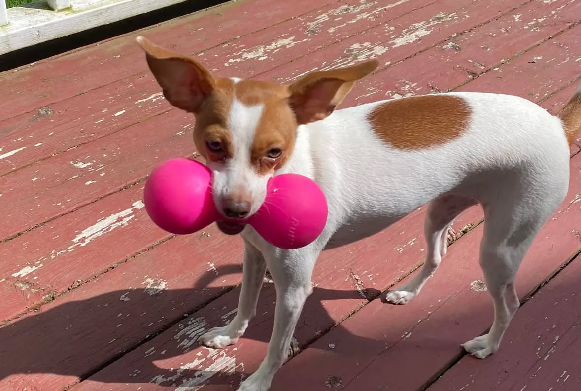 Ruffdawg Indestructible rubber dog toy - BIG DAWG
