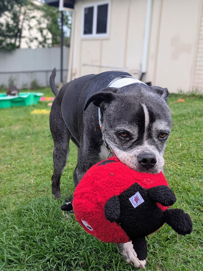 Larry Ladybug Plush Dog Toy - Pals For Paws™-Made with 100% Recycled Material