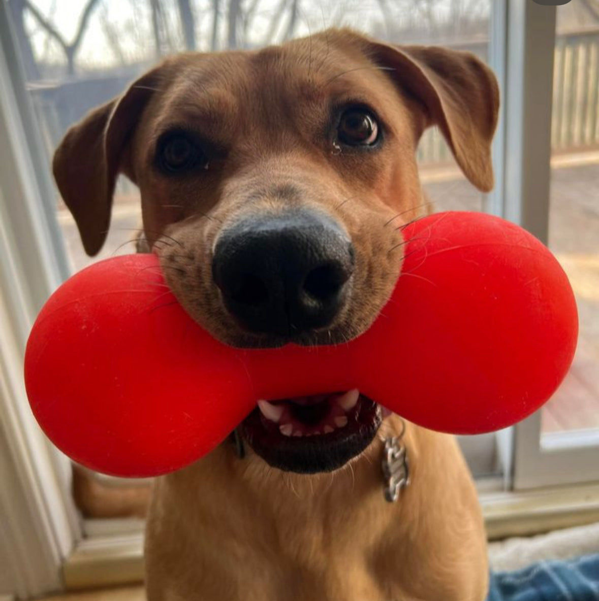 Ruffdawg Tough rubber dog toy - BIG DAWG