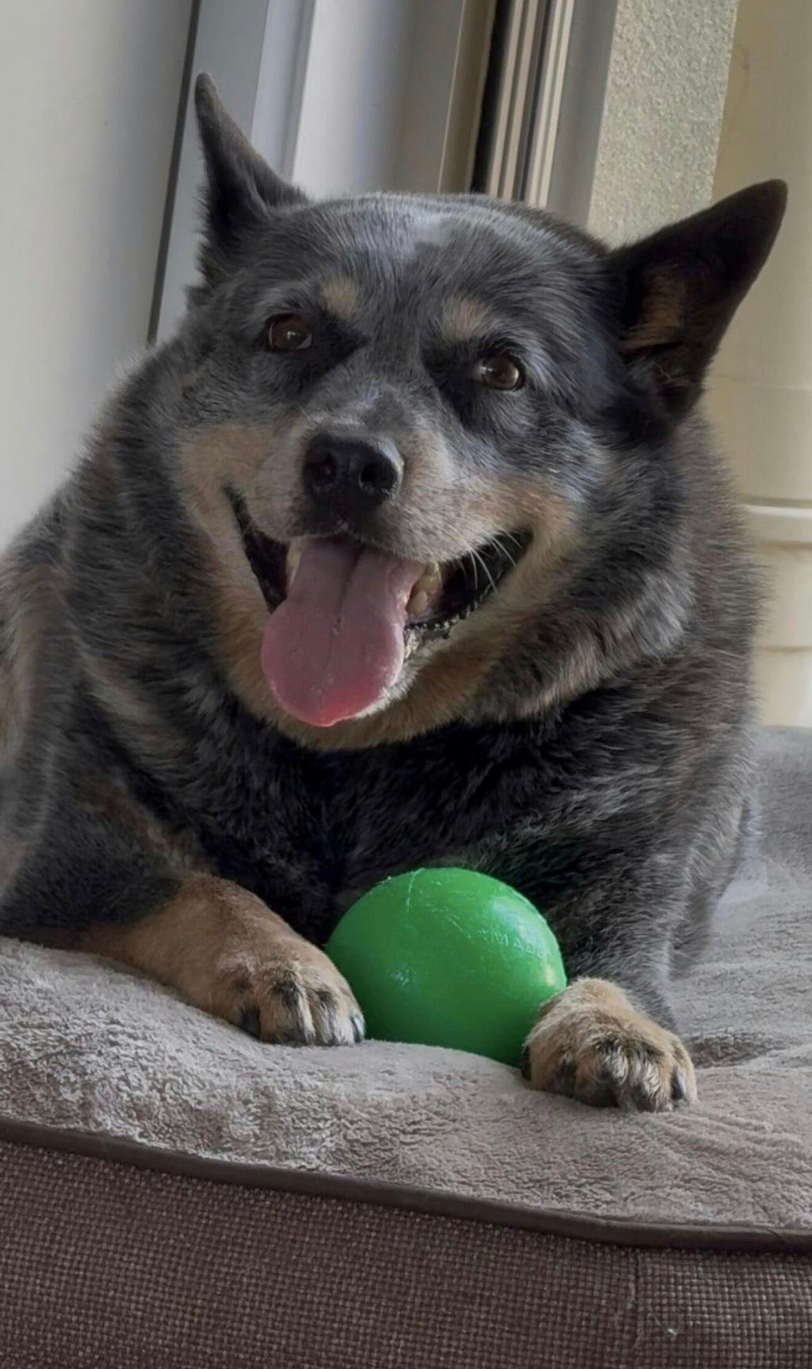 Best Seller- Tough Dog Ball- RuffDawg