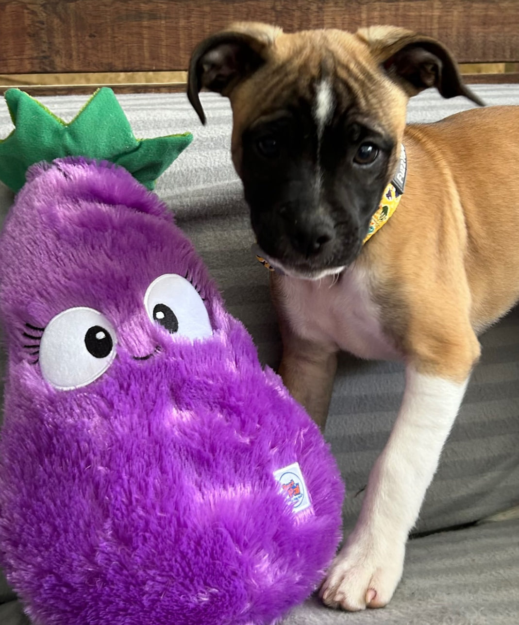 Eggwina Eggplant-Plush dog toy- Pals for Paws™- Made with 100% Recycled Material