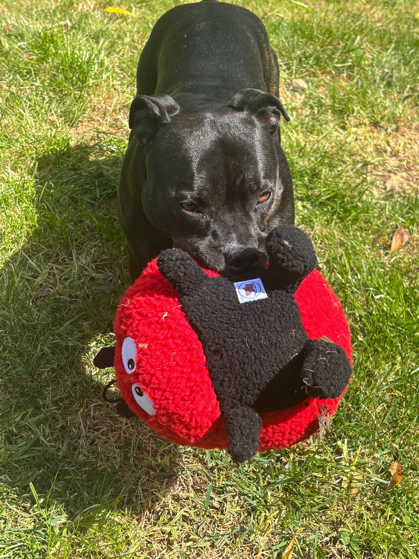 Larry Ladybug Plush Dog Toy - Pals For Paws™