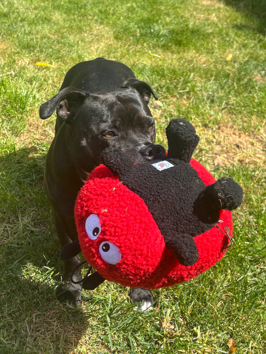 Larry Ladybug™ Eco-Friendly Plush Dog Toy | Reinforced for Tug & Play|Pals For Paws™