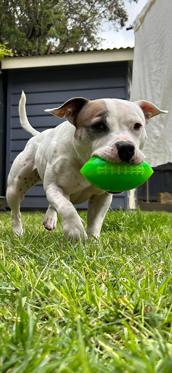 RuffDawg Indestructible Rubber Dog Toy- Football