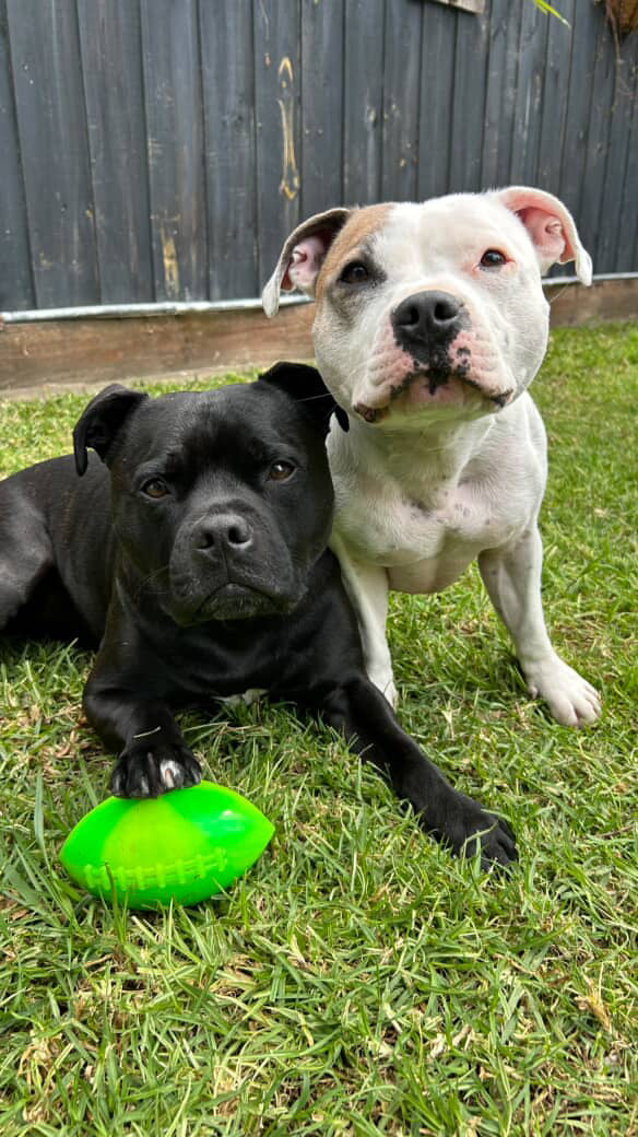 RuffDawg Indestructible Rubber Dog Toy- Football