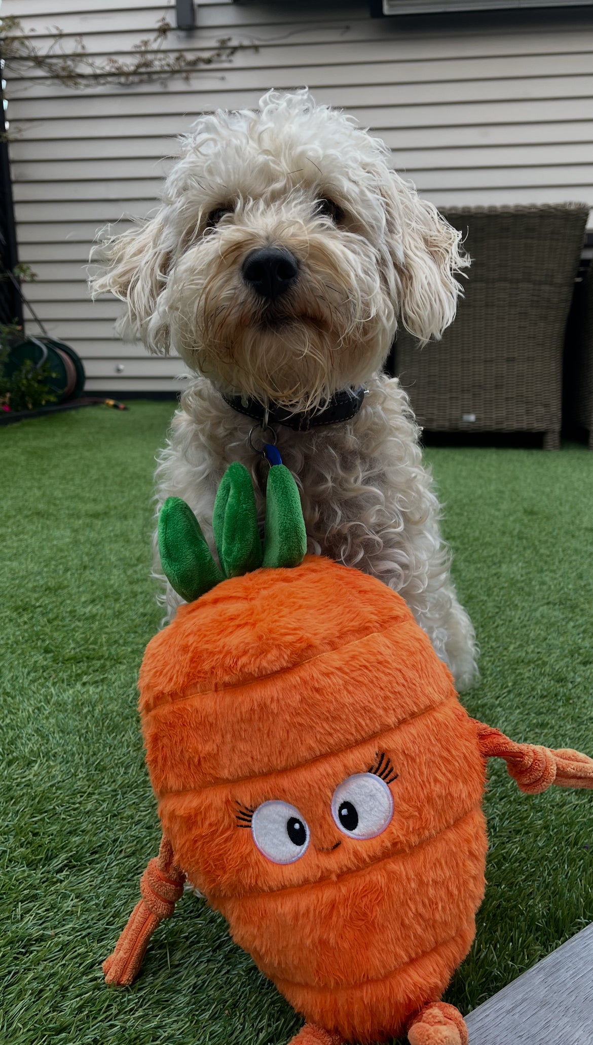 Durable Plush soft dog toy-Carrot - Pals for Paws 