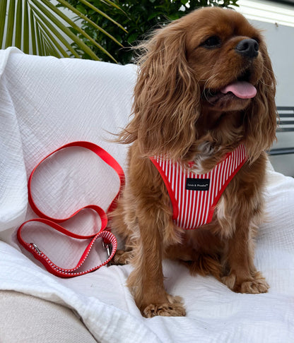 Padded handle dog lead - Candy Stripe Leash -Red