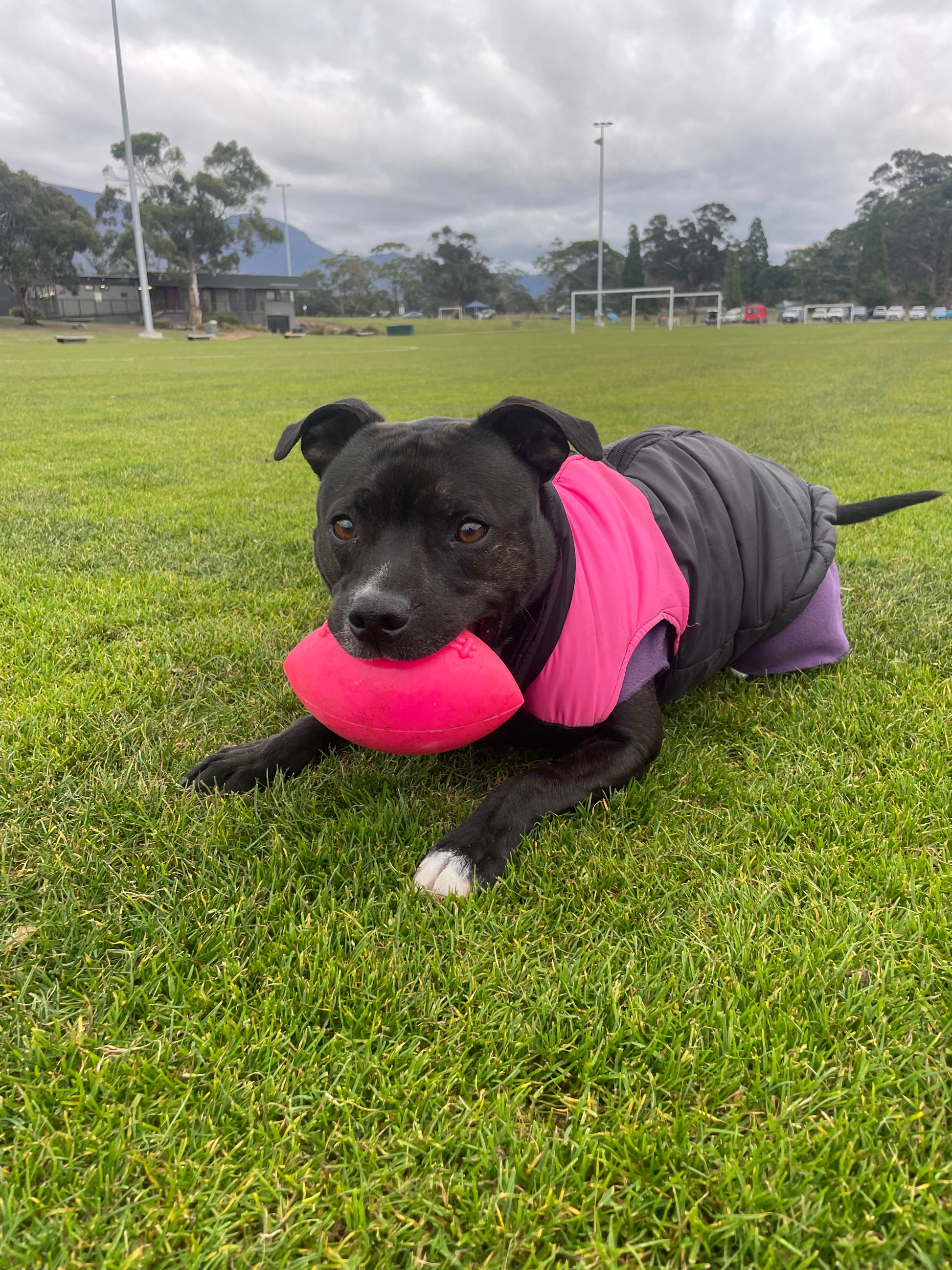 indestructible dog toy australia rubber best dog toy staffy