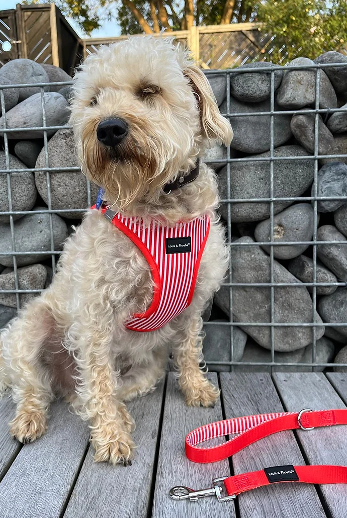 Step in dog harness - Click and walk harness- Red