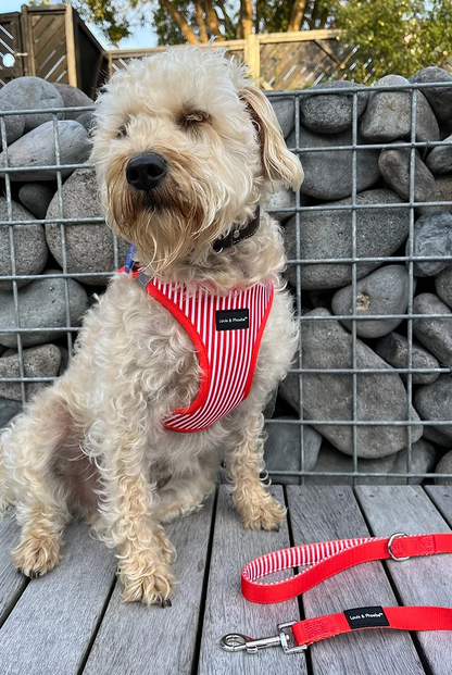 Step in dog harness - Click and walk harness- Red