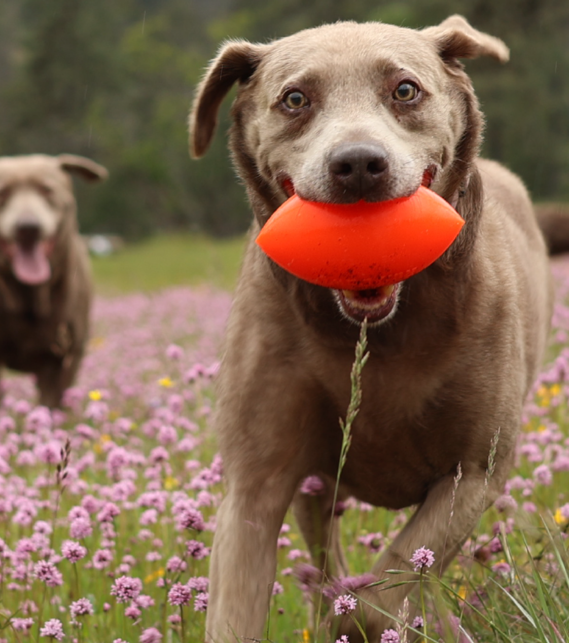 COMING SOON -Indestructible Rubber Dog Toy-Ruffdawg-Football