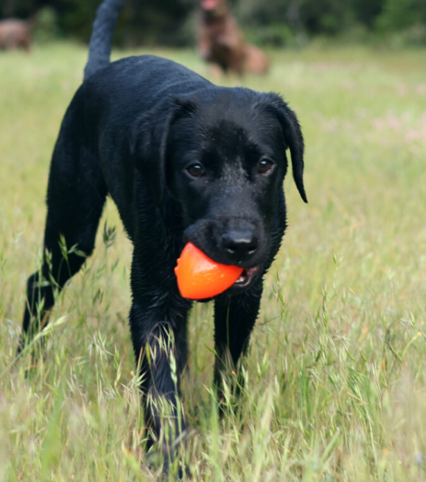 COMING SOON -Indestructible Rubber Dog Toy-Ruffdawg-Football