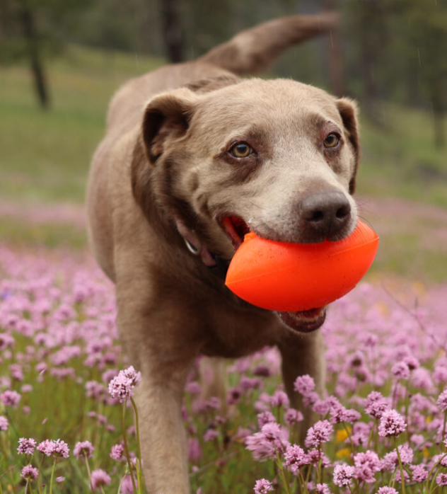 indestructible dog toy australia rubber super bouncy