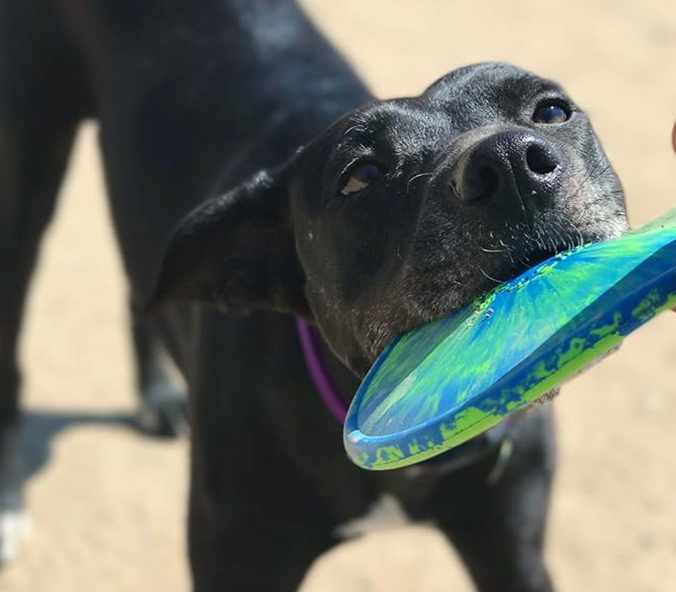 NEW COMING SOON-Ruffdawg K9 Flyer - Rubber flying dog toy