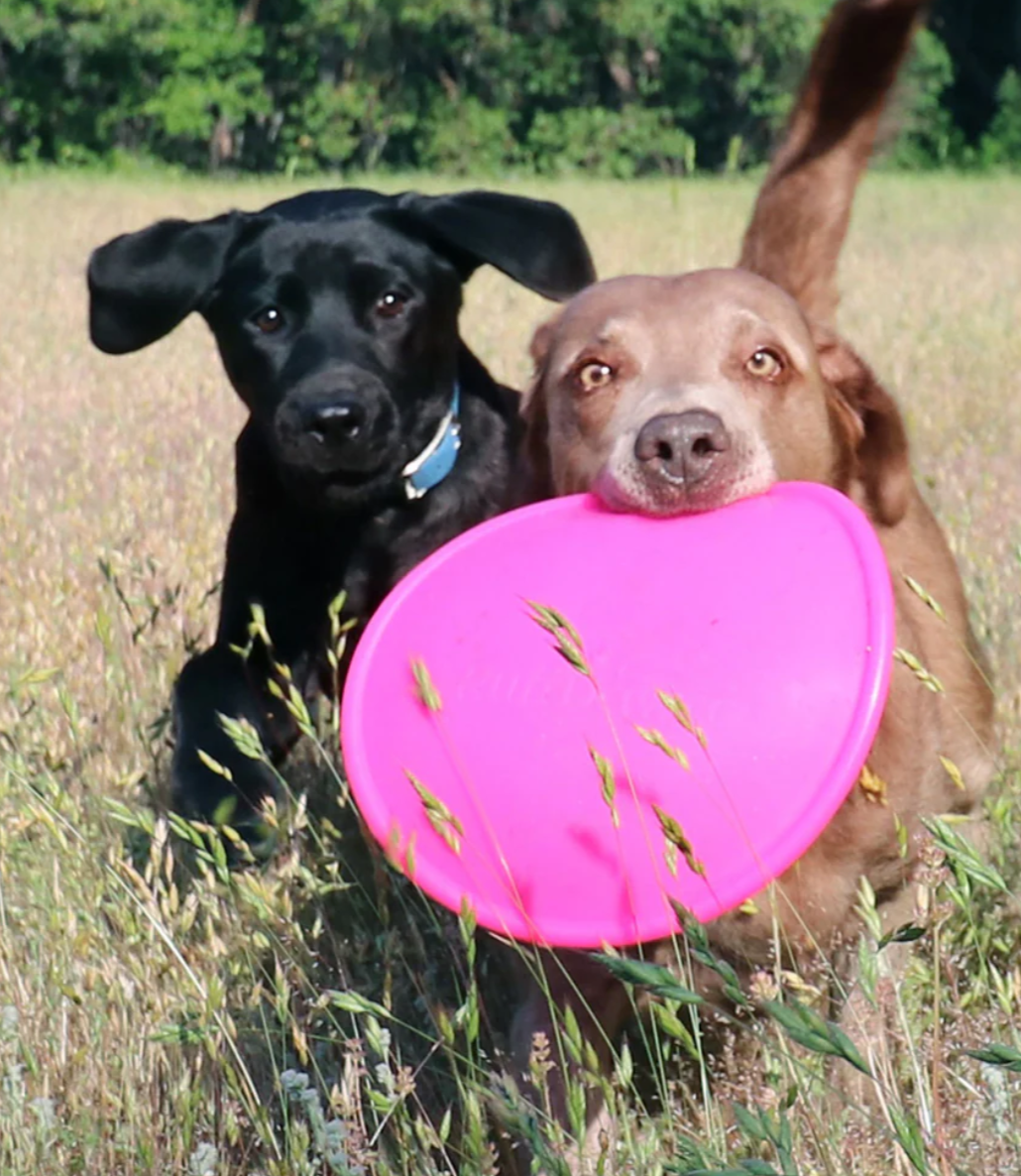 NEW COMING SOON-Ruffdawg K9 Flyer - Rubber flying dog toy