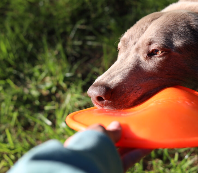 NEW COMING SOON-Ruffdawg K9 Flyer - Rubber flying dog toy