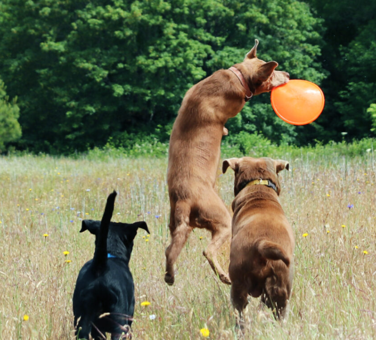 NEW COMING SOON-Ruffdawg K9 Flyer - Rubber flying dog toy