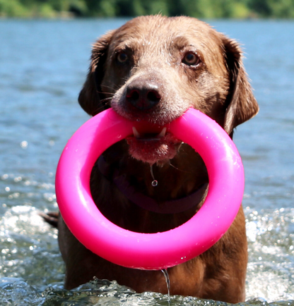 COMING SOON ! Dawg-Ring- Ruffdawg - Tough non toxic dog toy