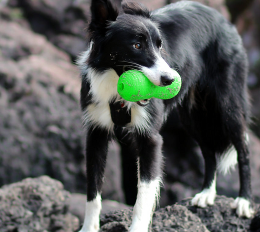 Peanut Crunch - Non Toxic Treat Hiding Toy